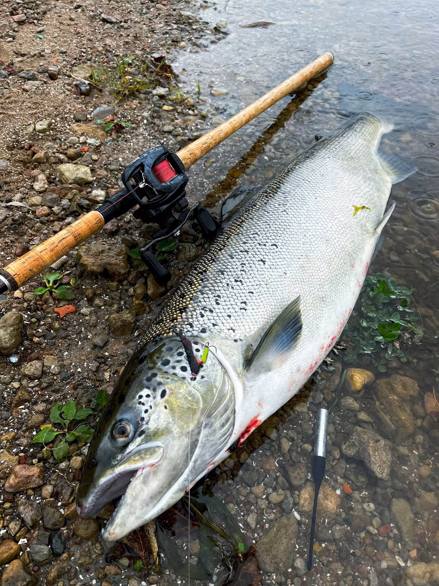 Salmon Fishing Kit with a Baitcasting Reel – for the Narva River and Other Salmon Rivers